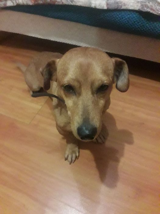 Віддам в гарні руки