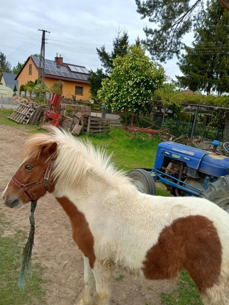 Sprzedam kucyki oswojone do ludzi