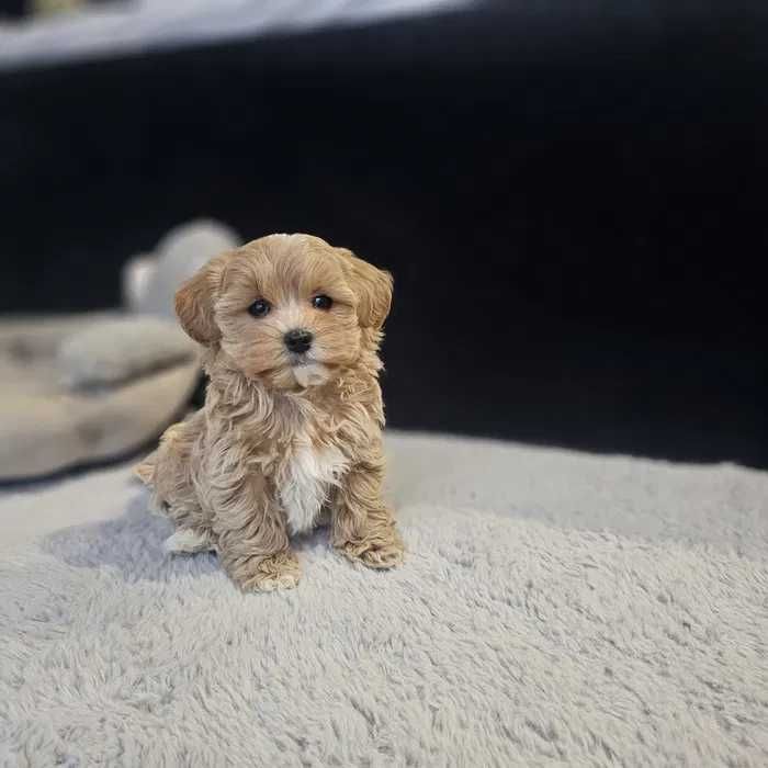 Maltipoo disponível