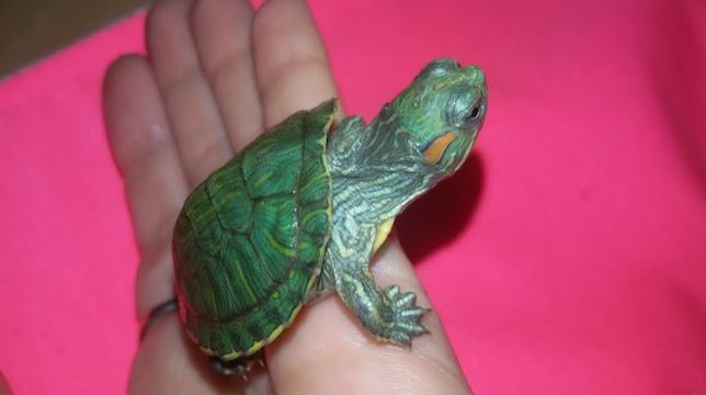 Крихітна черепаха +тераріум +корм. Доставка по Україні