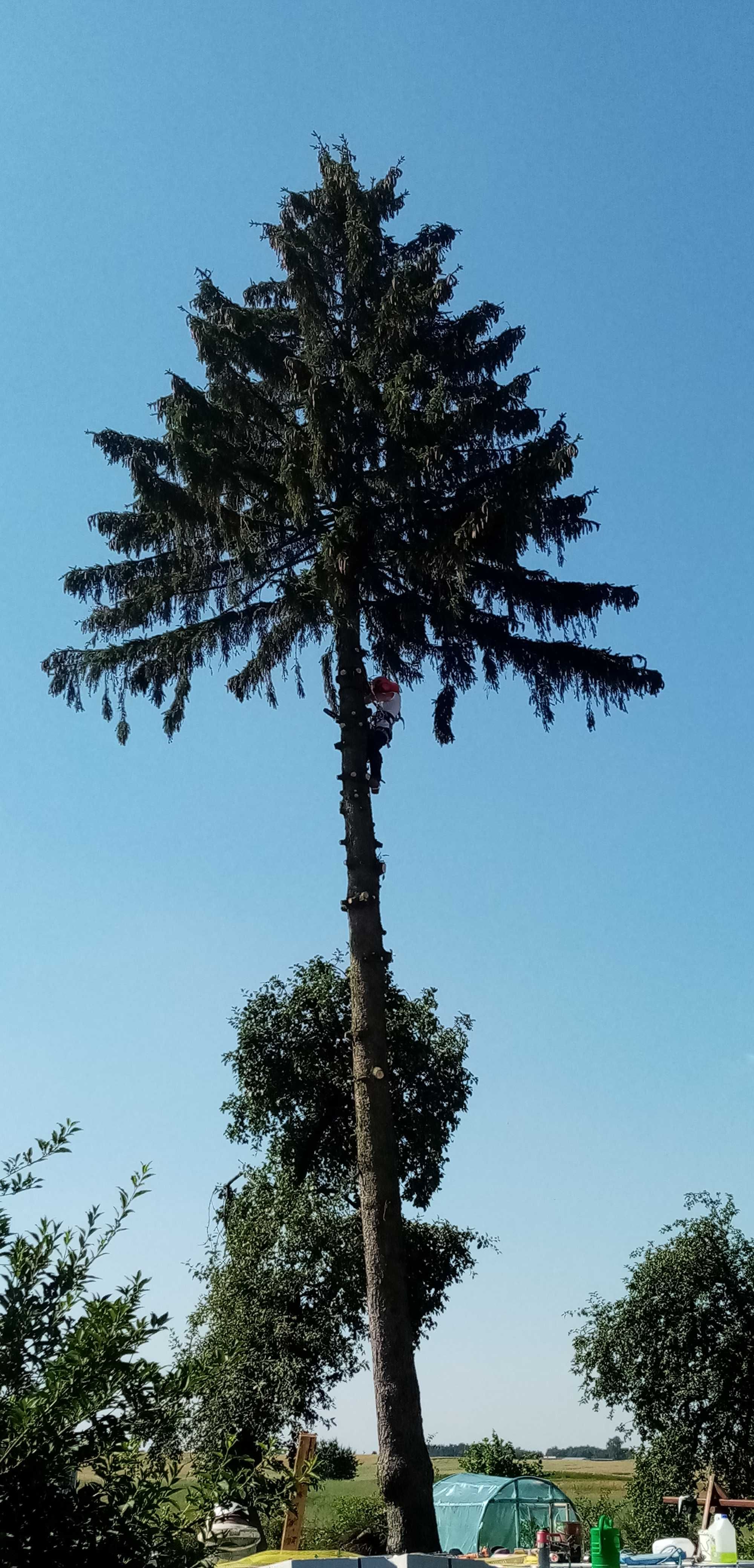 Wycinka i pielęgnacja drzew, rębak, frezowanie pni, mobilny tartak