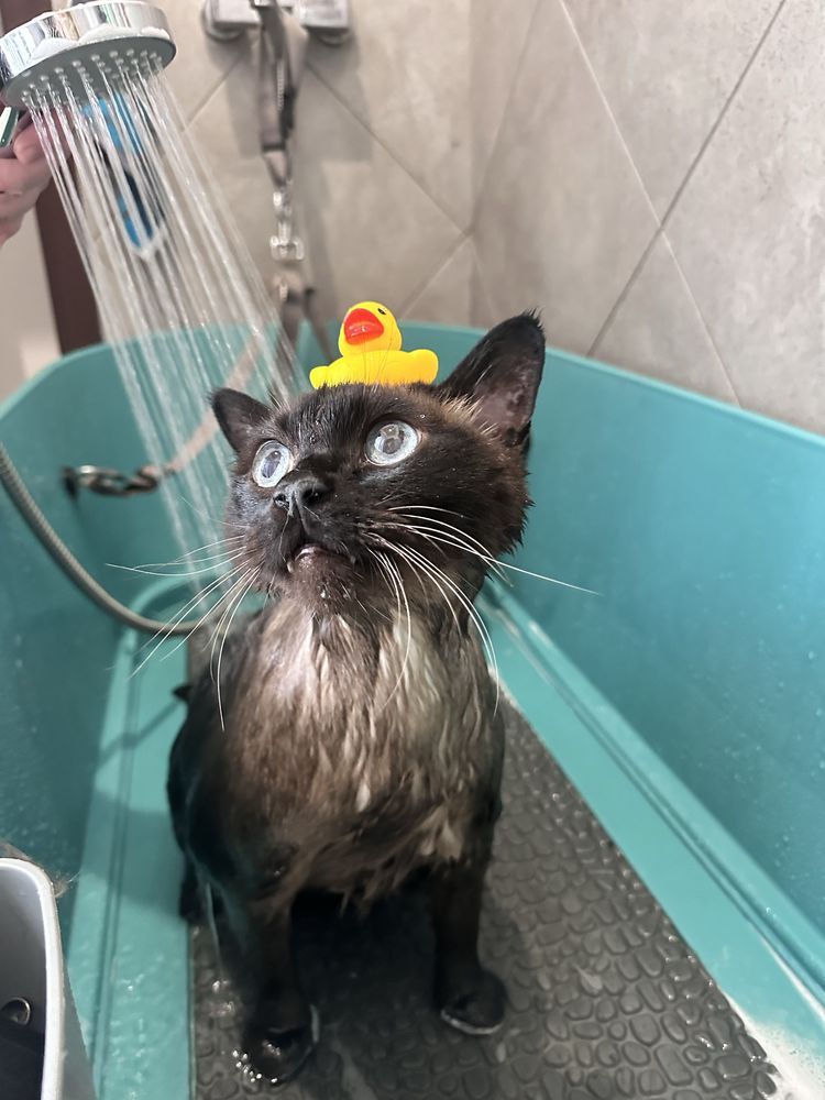 Стрижка котів ,стрижка котов ,експрес линняня ,груминг ,грумінг