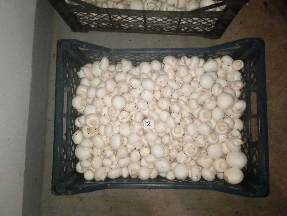 Печериці гуртом — свіжі, у лотках, консервовані, сорт 1-2, Шепетівка