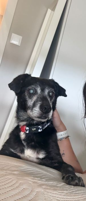 Macho sénior para adoção responsável