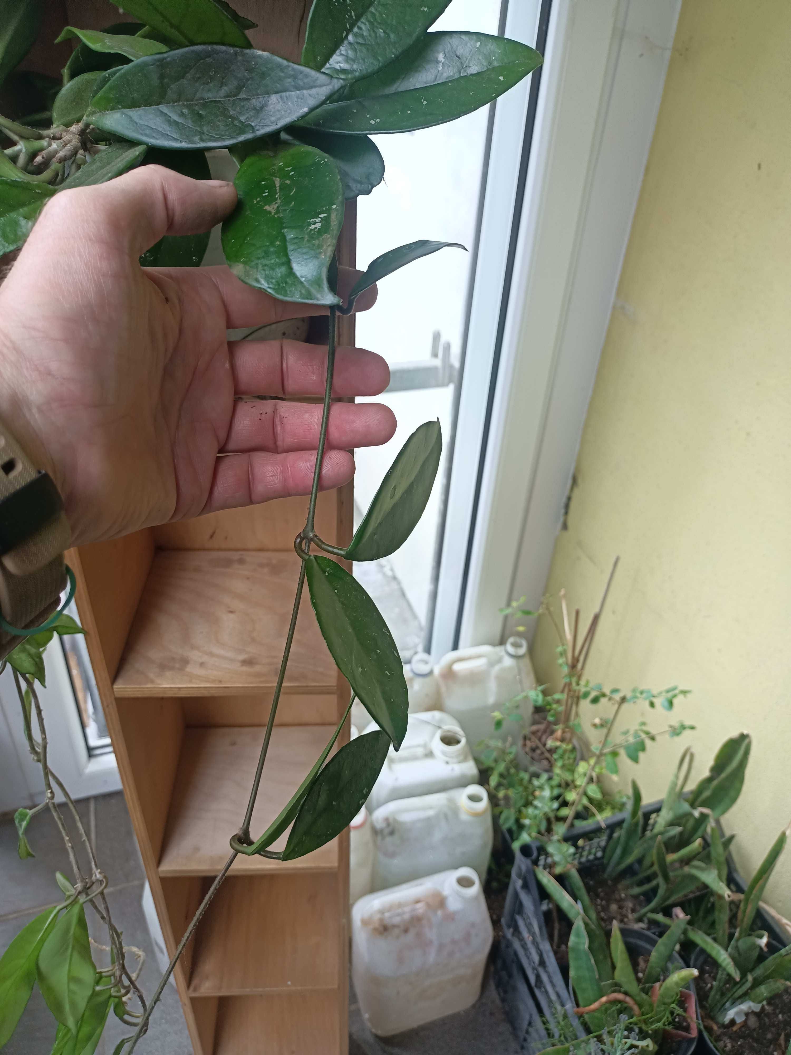Hoya carnosa - sukulent