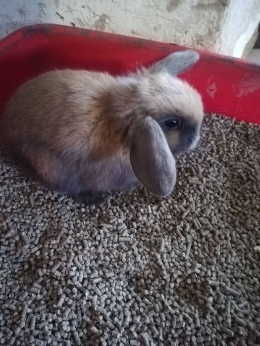 Вислоухие мини крольчата