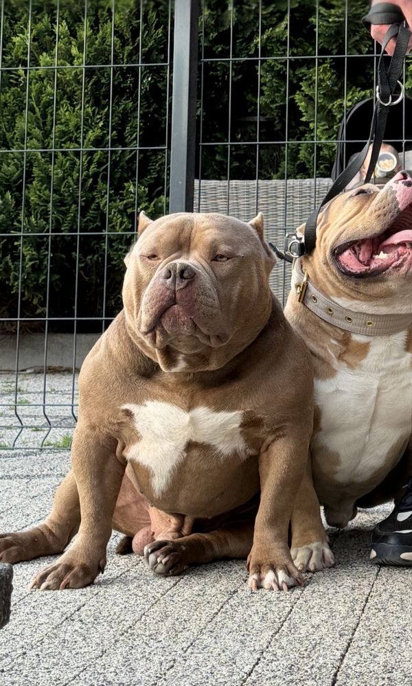 American Bully Pocket ABKC piesek