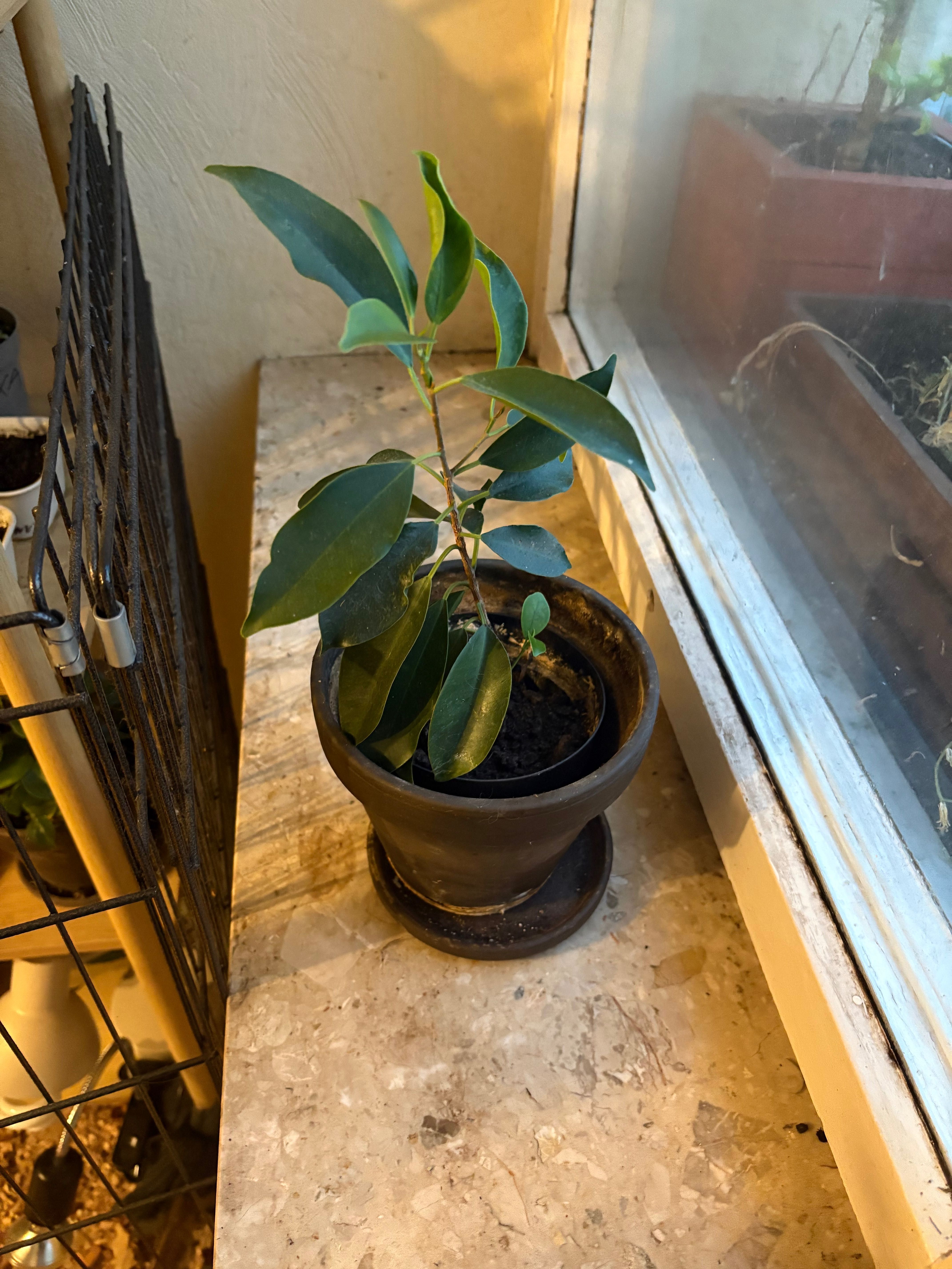 Ficus Benjamina 3 drzewka