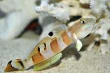 Valenciennea wardii - Akwarium morskie