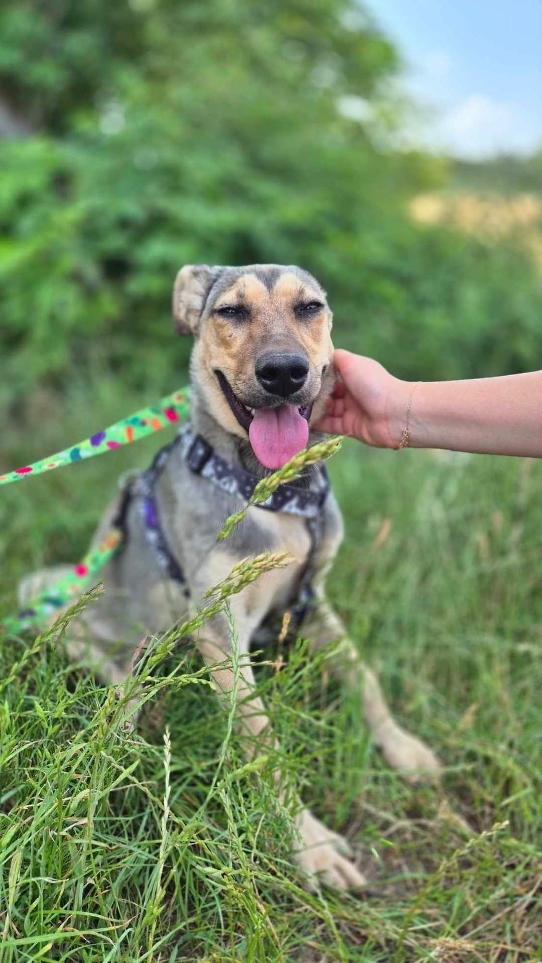 Tofi do pilnej adopcji!