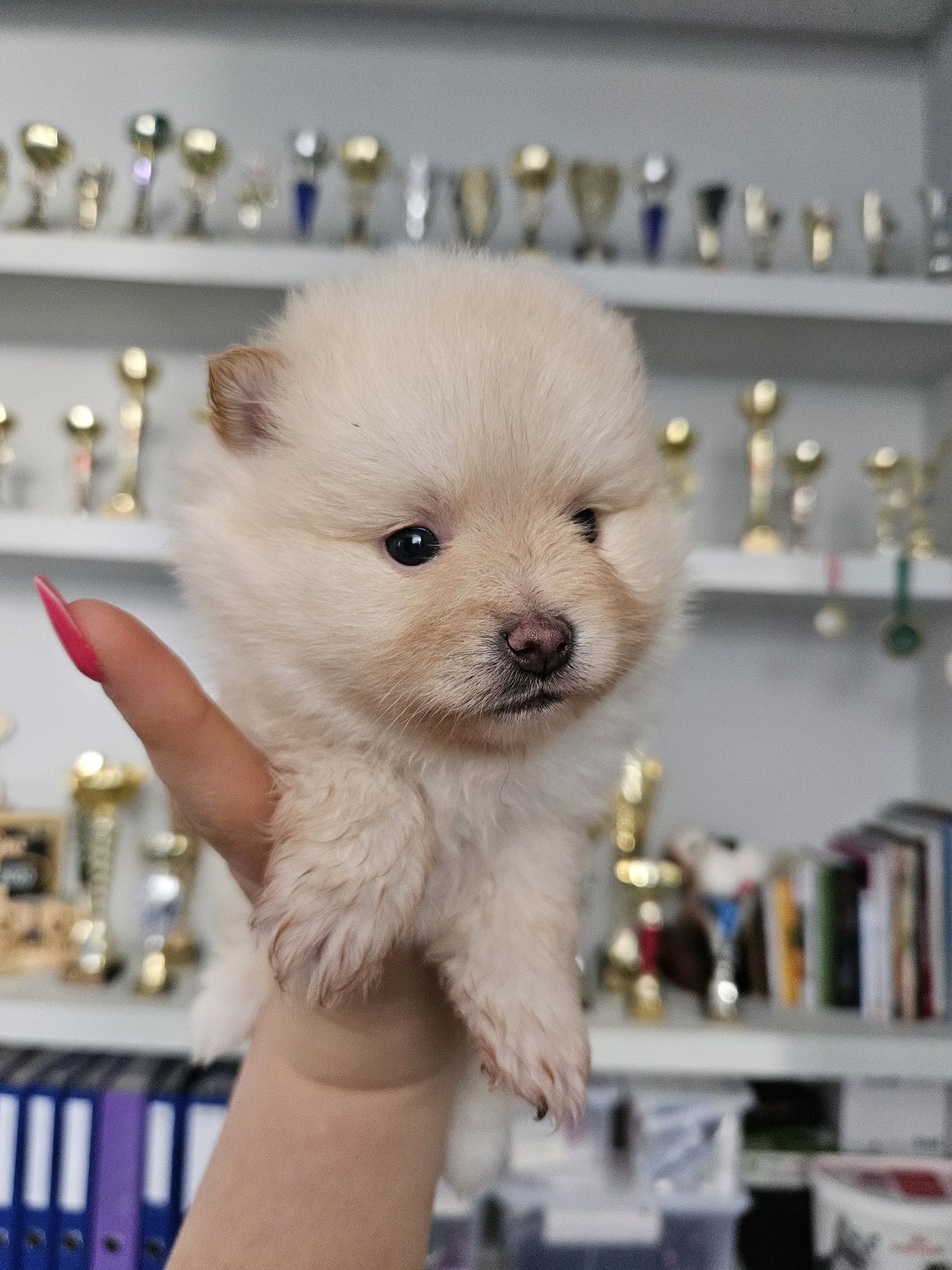 Szpic Miniaturowy (Pomeranian) suczka kremowa