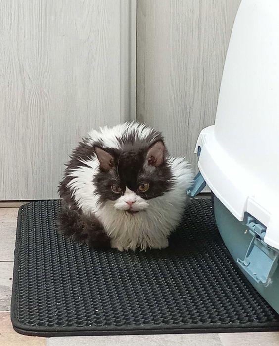 Edi kotek Selkirk Rex [likwidacja hodowli]