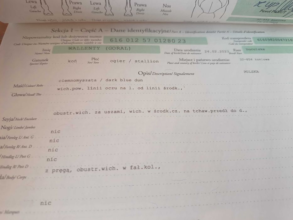 Klacz huculska dotacyjna klacze ogiery