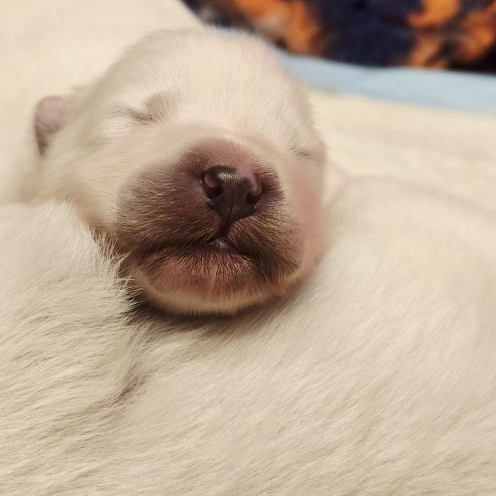 Samoyed, już są! Szczenięta ZKwP!
