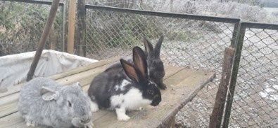 Sprzedam  srokacze i mieszańce