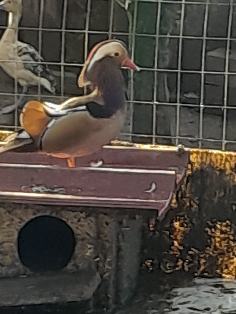 Patos mandarins, carolinos,