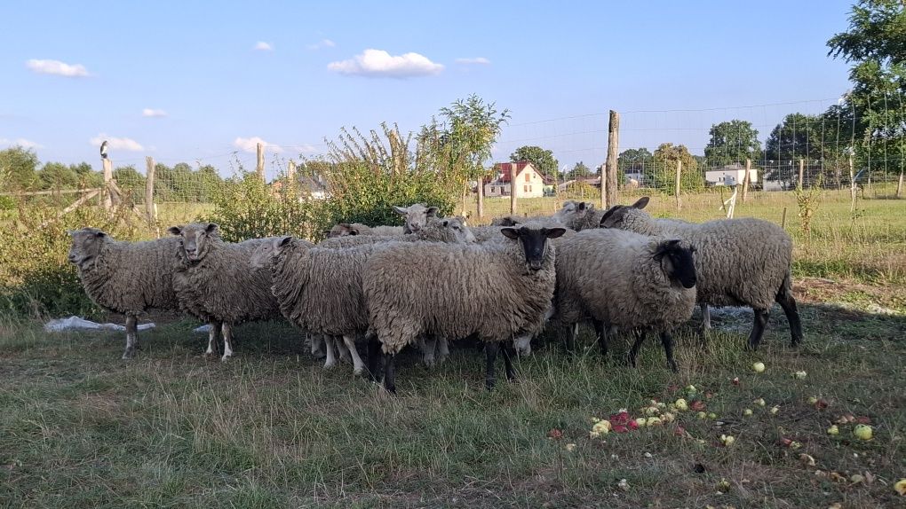 Owce likwidacja stada czarnogłówka merynos suffolg mieszane