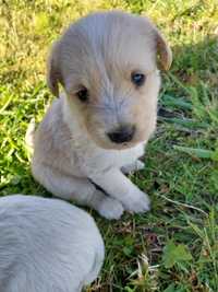 Cachorros para adopção