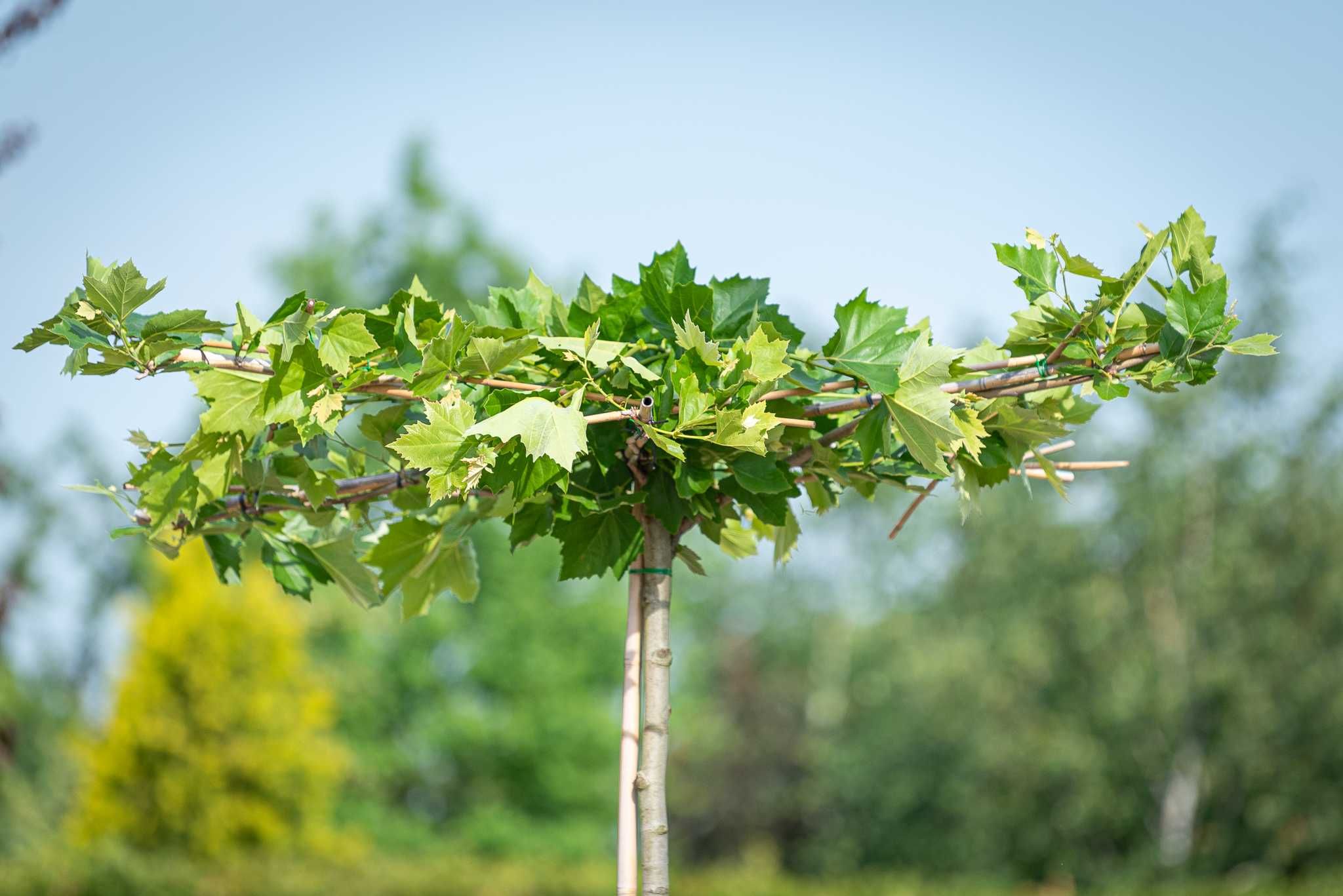 Platan klonolistny PARASOL/ Platanus ×hispanica PARASOL/ TOPIAR/