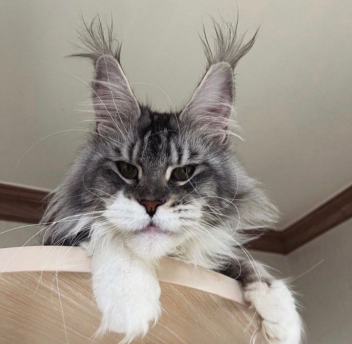 Maine coons кошенята