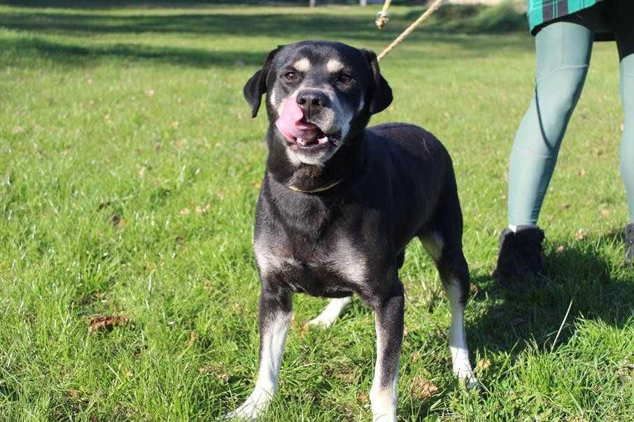095463 Bruno o adopcji