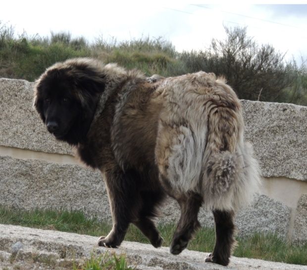 Serra da estrela cachorro