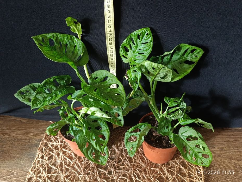 Монстера Манкі (Monstera adansonii)