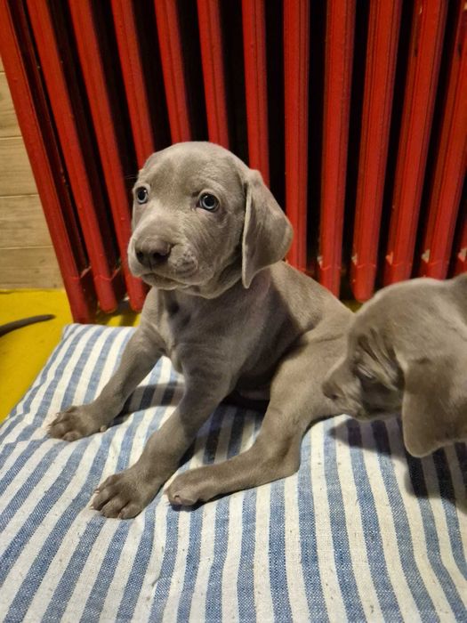 Szczenię wyżeł weimarski Cotar Canis Wrocław ZKwP FCI