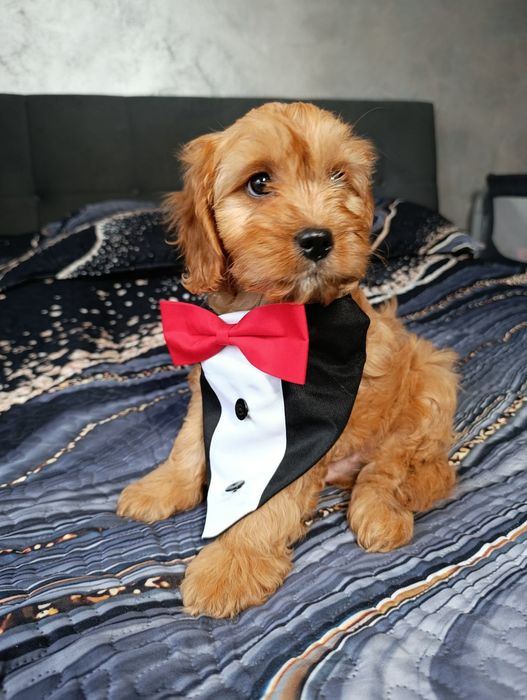 Cavapoo Piesek Cavalier+Pudel