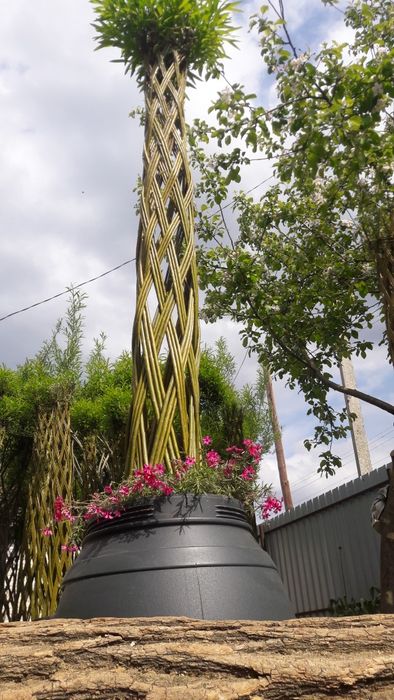 Плетеная ива Плетеные деревья Датские корни плетені дерева верба