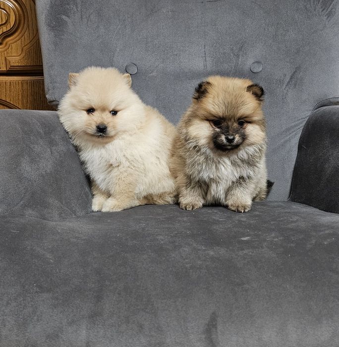 Szpic miniaturowy pomeranian suczka