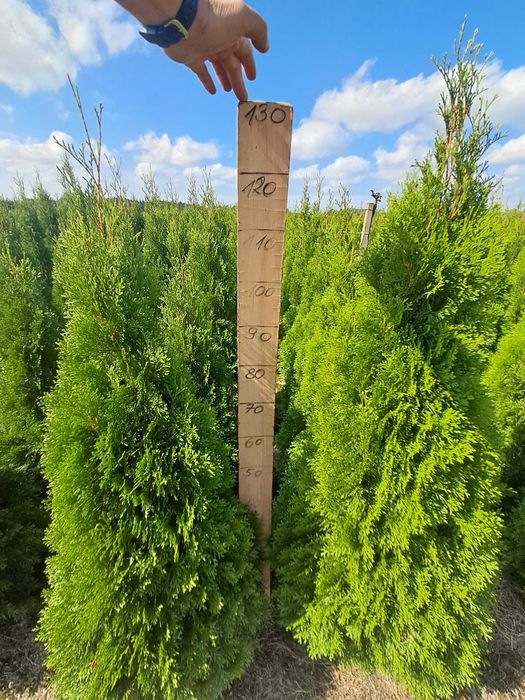 Tuja Szmaragd 140, GAT 1, Gwarancja, Gęste, Doradztwo, Dowóz, Sadzenie