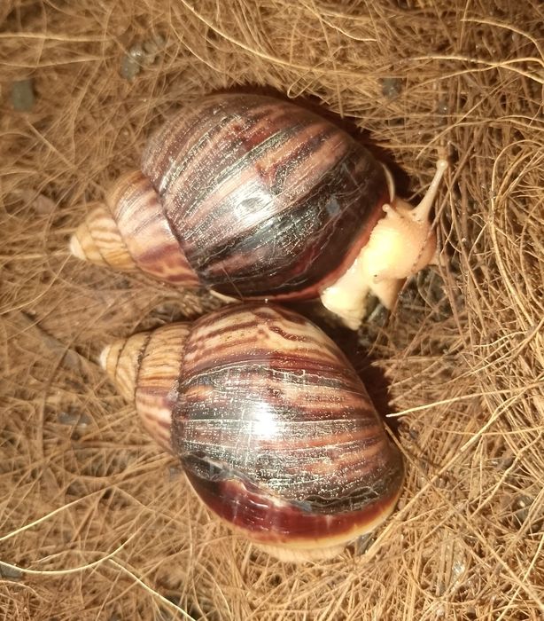 Отдам в хорошие руки улитят