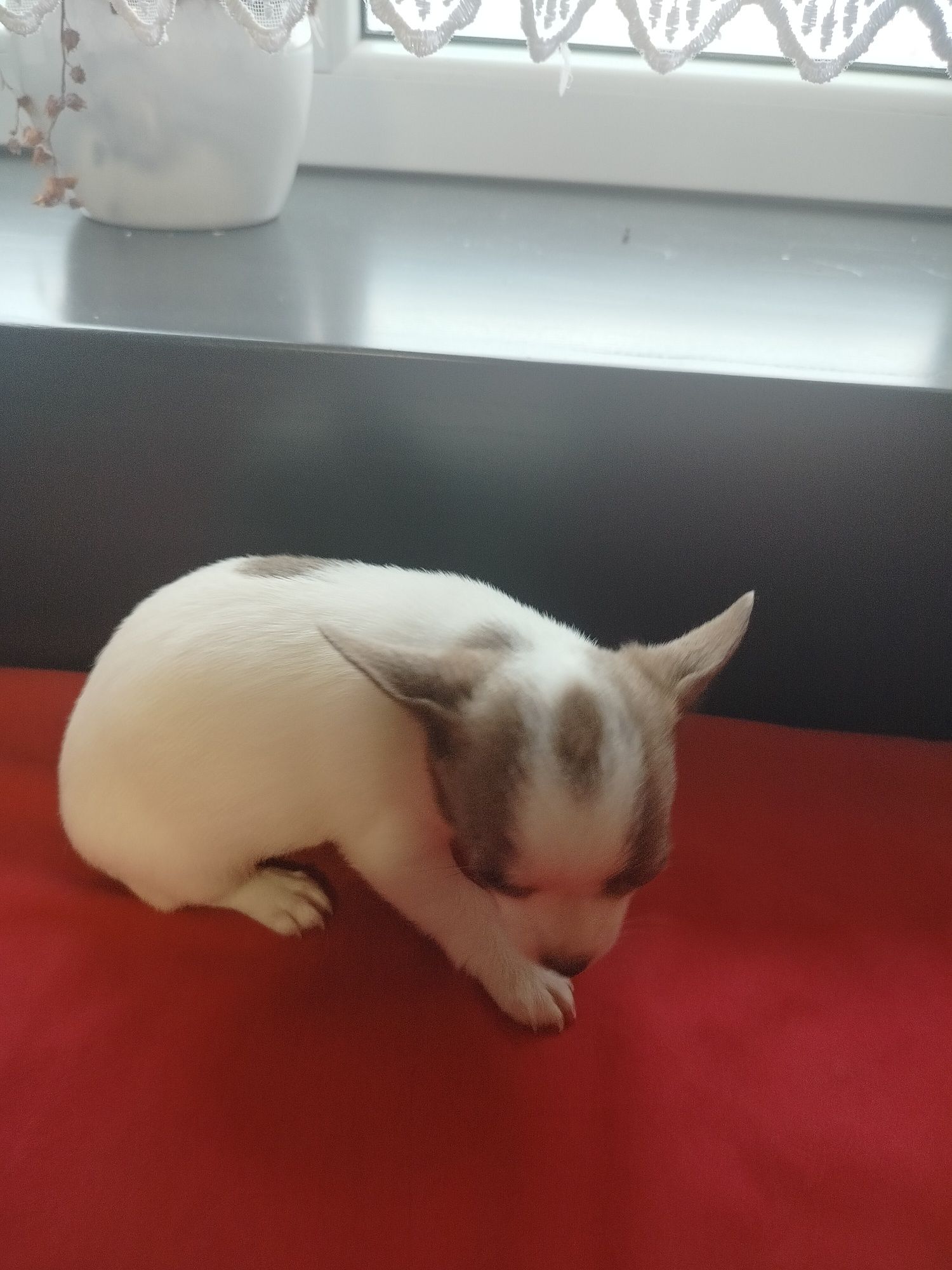 Chihuahua suczka