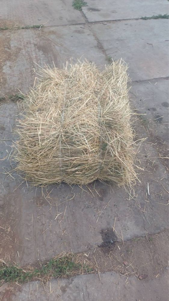 Сіно лугове цьогорічне