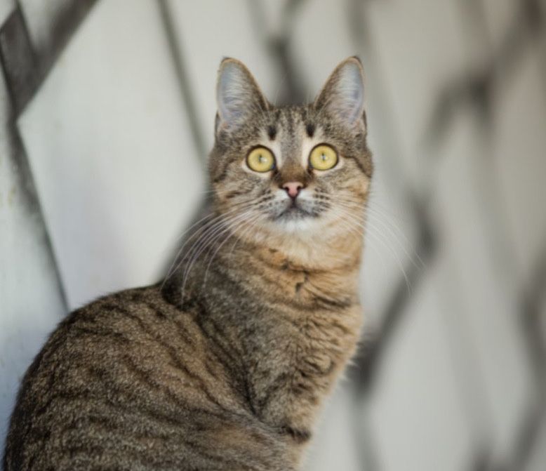 кошечка Юла всю жизнь в приюте, кошка 3 года