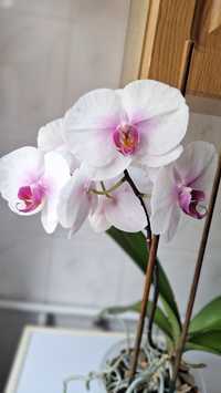 Домашні квіти Орхідеї. Вазон Орхідея
