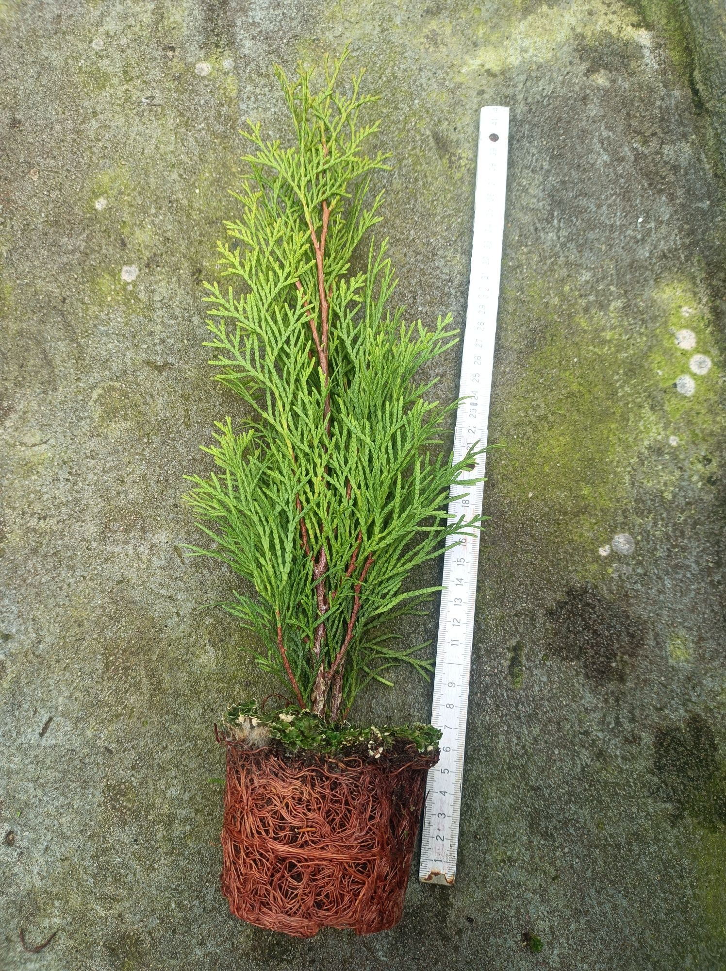 Thuja szmaragd smaragd