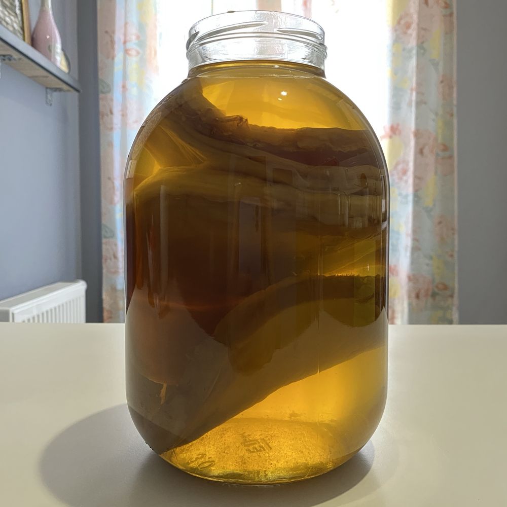 Чайний гриб комбуча скобі SCOBY