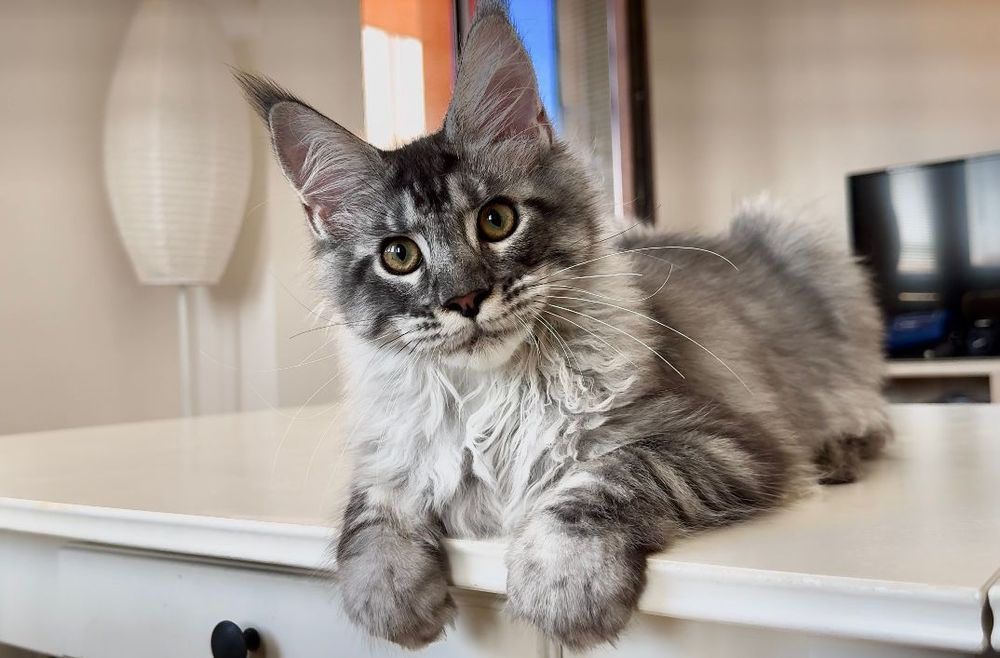 Котёнок мейнкун WCF