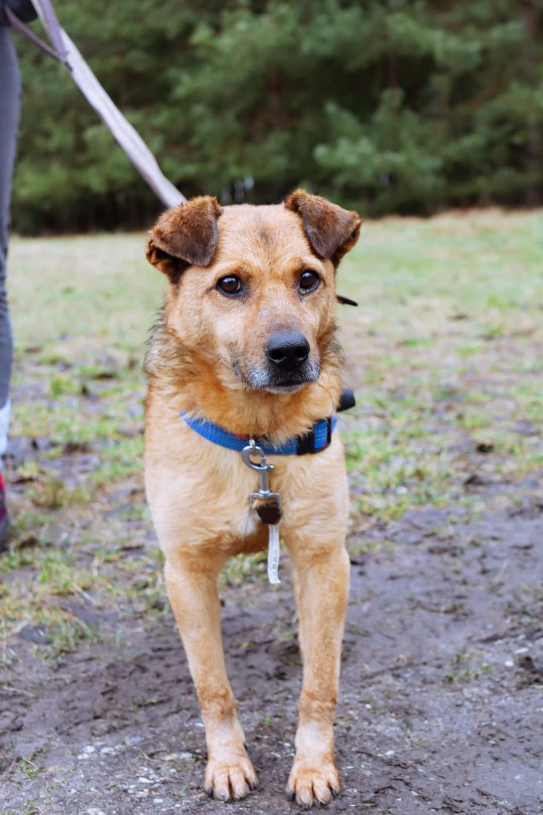 Atom ze schroniska nieduży piesek. Adopcja