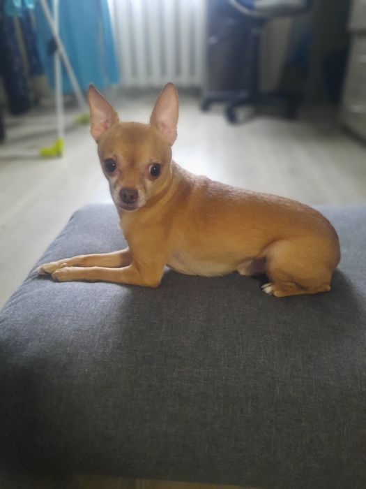 Той терьер на вязку