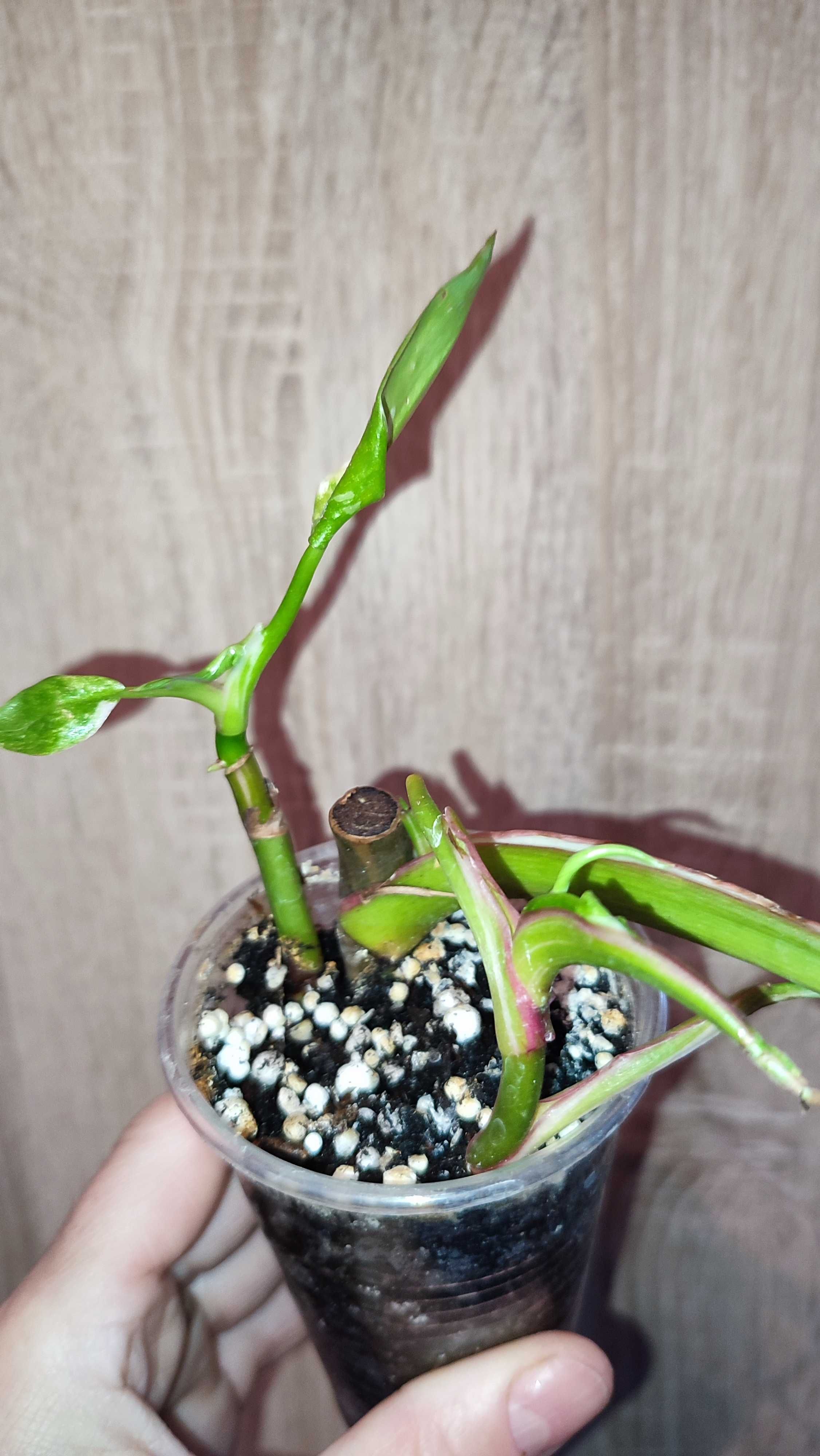 Filodendron Philodendron White Princess