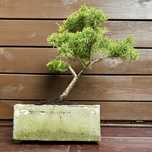 Bonsai z jałowca w ręcznie wykonanej betonowej donicy