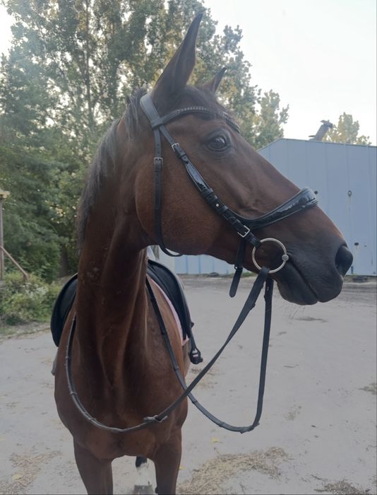 Ogłowie anatomiczne Schockemohle Equitus Beta Full