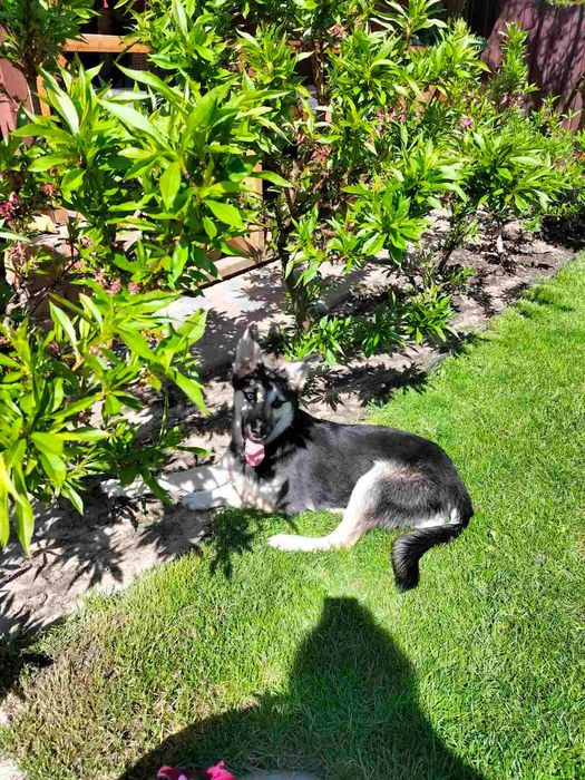 Стерилізована красуня в добрі руки