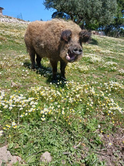 Porco ovelha Mangalitsa