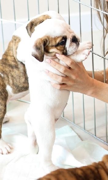 Bulldog Ingles c/Lop