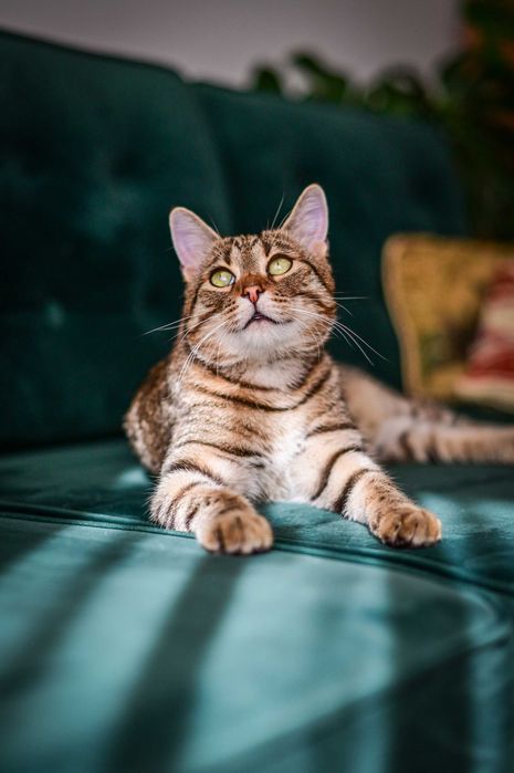 Loluś do adopcji