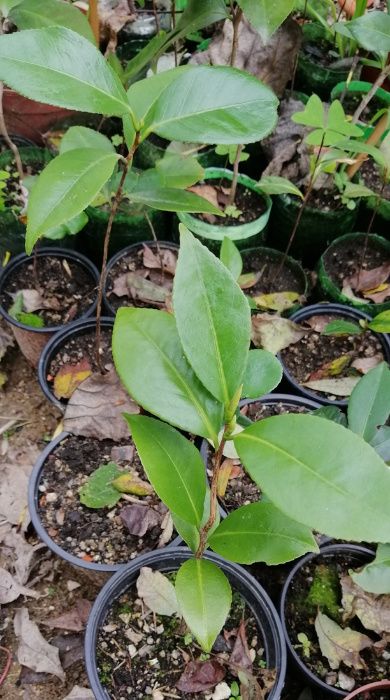 Camélias / Japoneiras - planta em vaso